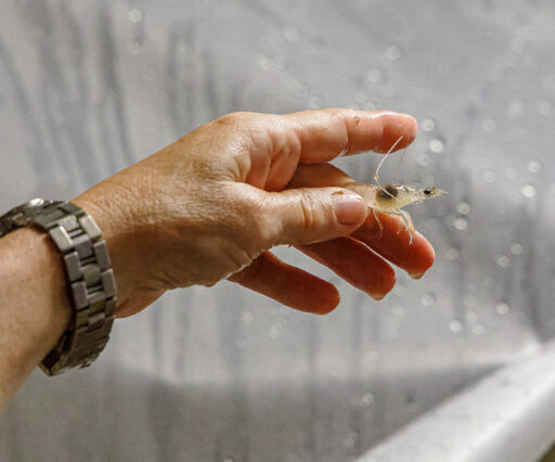 Spaziergang zu Aemme Shrimp am 13.9.2020