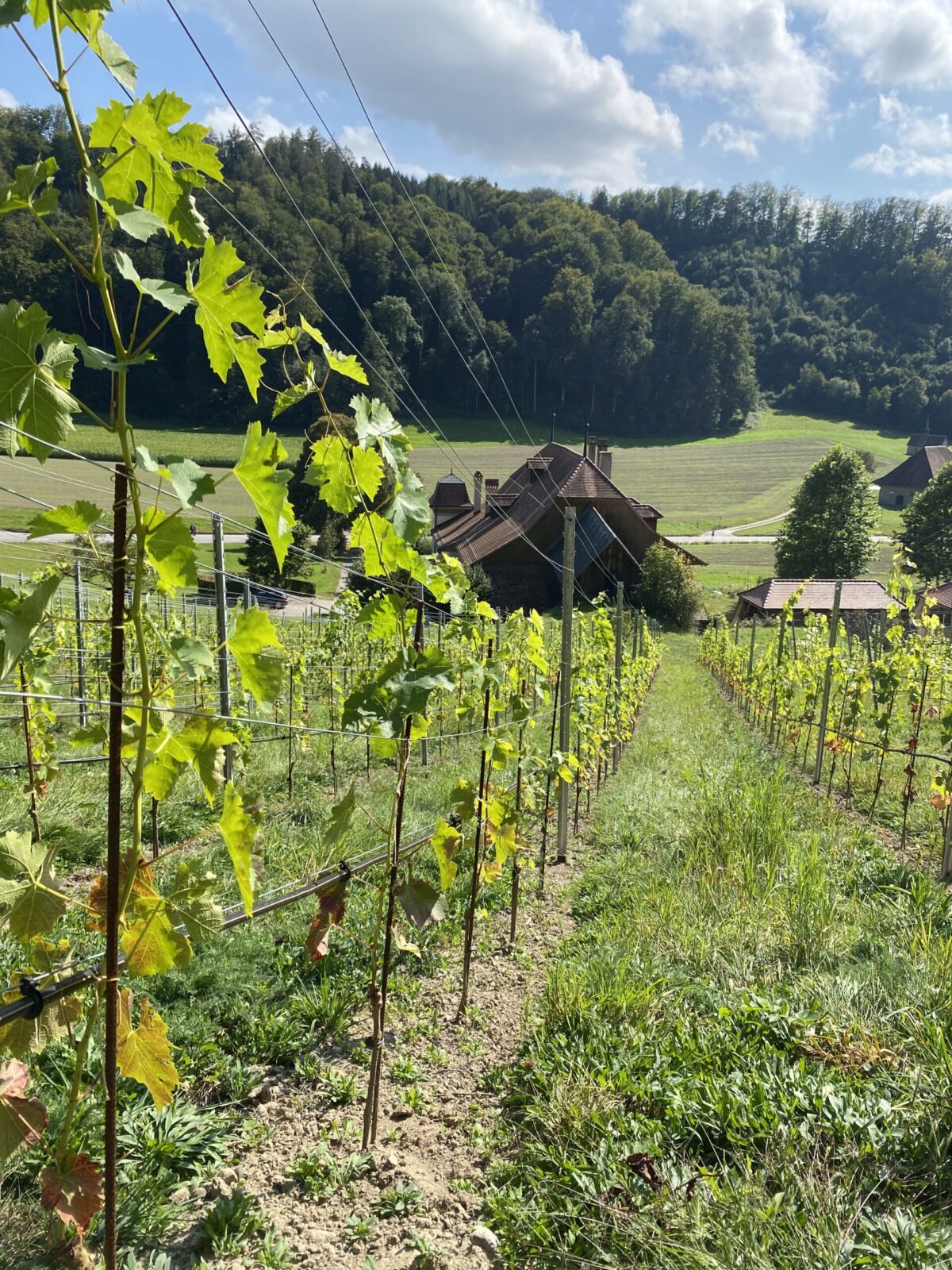 Spaziergang zu Rebbau am 12. September 2021