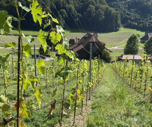 Spaziergang zu Rebbau am 12. September 2021